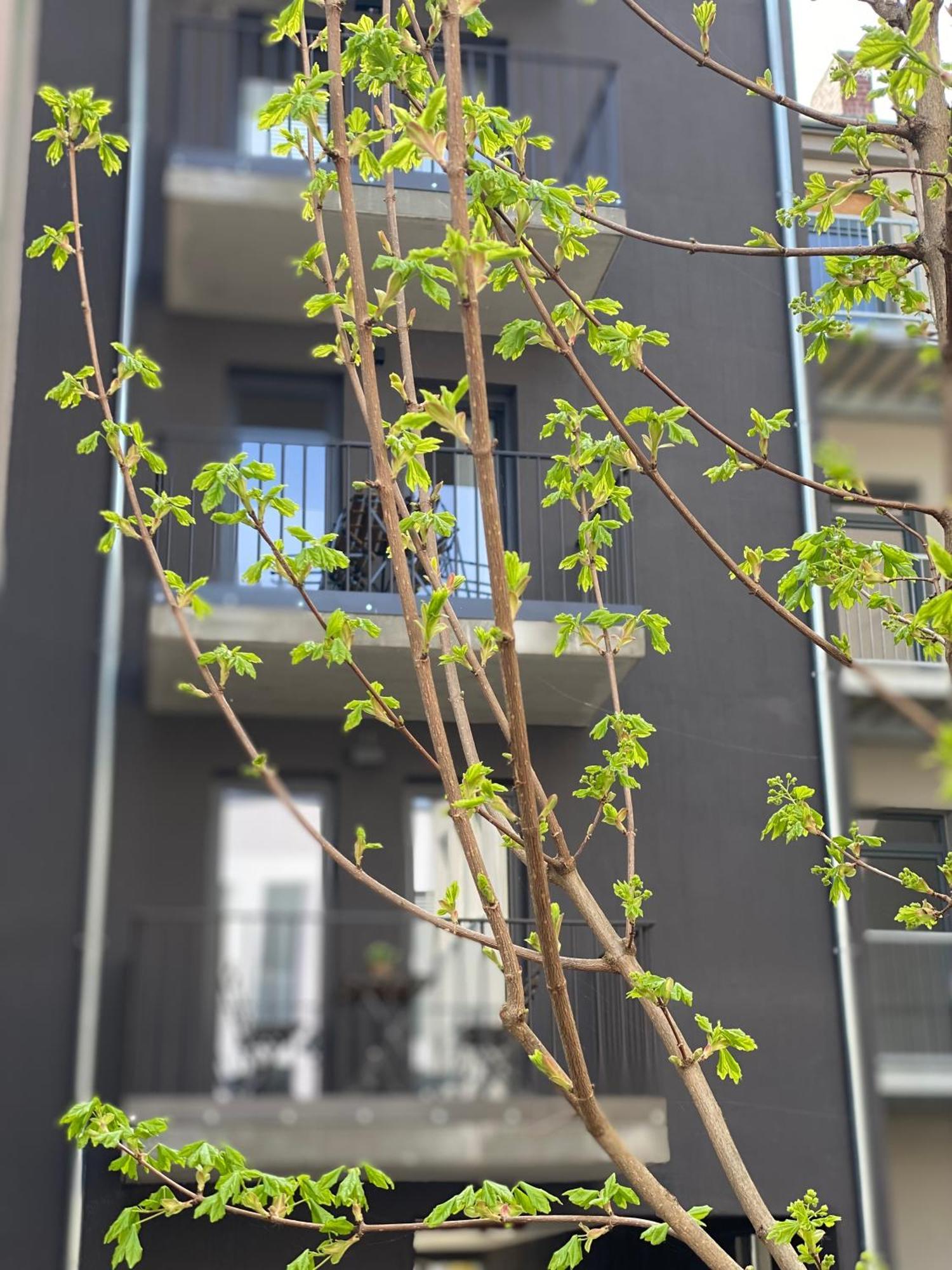 Eiwelhome - Stilvoll, Urban-Ruhig Schlafen, Bahnhofsnah, Balkon Erfurt Exterior foto